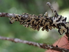 Hypogymnia austerodes