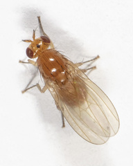 Camptoprosopella slossonae