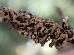 Hypogymnia austerodes