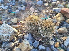 Ancistrocactus scheeri