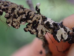 Hypogymnia austerodes