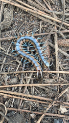 Scolopendra viridis