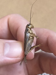 Orthoptera