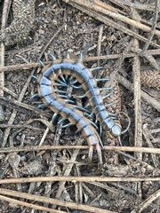 Scolopendra viridis
