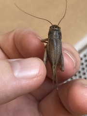 Orthoptera