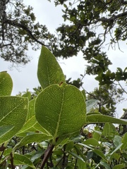 Wikstroemia oahuensis