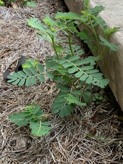 Phyllanthus urinaria