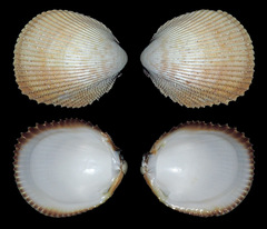 Vasticardium philippinense