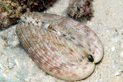 Vasticardium philippinense