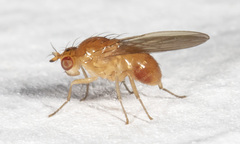 Camptoprosopella slossonae