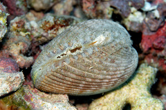 Vasticardium philippinense