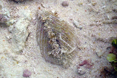 Vasticardium philippinense