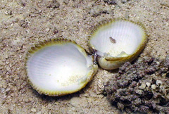 Vasticardium philippinense