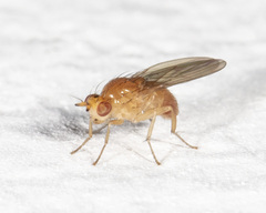 Camptoprosopella slossonae