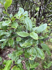 Wikstroemia oahuensis