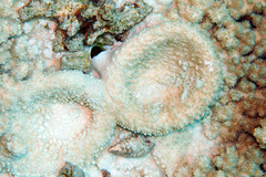 Vasticardium philippinense