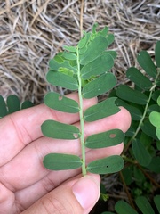 Phyllanthus urinaria