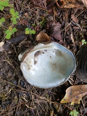 Reginaia ebenus