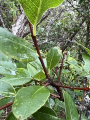 Wikstroemia oahuensis