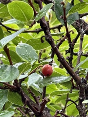 Wikstroemia oahuensis