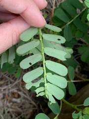 Phyllanthus urinaria