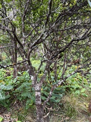 Wikstroemia oahuensis