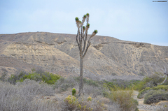 Yucca valida