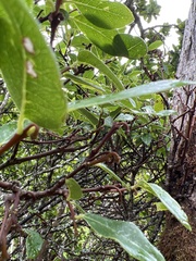 Wikstroemia oahuensis