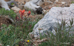 Castilleja miniata