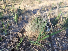 Ancistrocactus scheeri