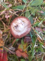Armillaria gallica