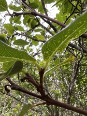 Wikstroemia oahuensis