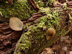 Chlorencoelia versiformis