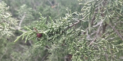 Juniperus phoenicea