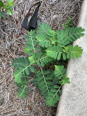 Phyllanthus urinaria