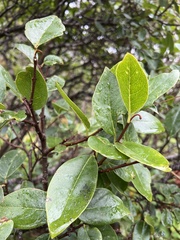 Wikstroemia oahuensis