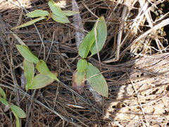 Potamogeton gramineus