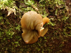 Chlorencoelia versiformis