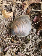 Reginaia ebenus