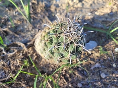 Ancistrocactus scheeri