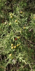 Juniperus phoenicea