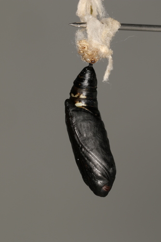 Gaminis žvilgūnas nuotrauka