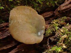 Chlorencoelia versiformis