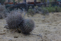 Ferocactus fordii