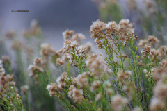 Xylothamia diffusa