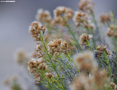 Xylothamia diffusa