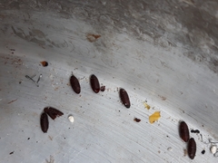 Blattoidae