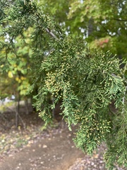 Juniperus virginiana virginiana