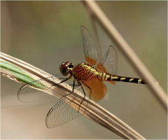 Erythrodiplax fervida