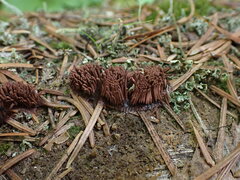 Stemonitis axifera